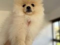 Orıjınal ayıcık suratlı ve kalın bacaklı Pomeranian tedyı