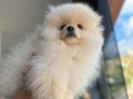 Orıjınal ayıcık suratlı ve kalın bacaklı Pomeranian tedyı