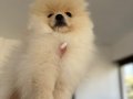 Orıjınal ayıcık suratlı ve kalın bacaklı Pomeranian tedyı
