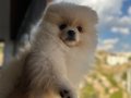 Orıjınal ayıcık suratlı ve kalın bacaklı Pomeranian tedyı