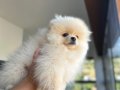Orıjınal ayıcık suratlı ve kalın bacaklı Pomeranian tedyı