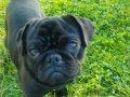 Ful aşilı egıtımlı pug Mops , kullandığımız malzem. Hedıye 