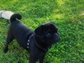 Ful aşilı egıtımlı pug Mops , kullandığımız malzem. Hedıye 