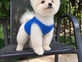 Orıjınal boo 