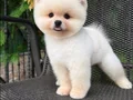 Orıjınal boo 