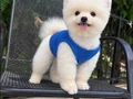 Orıjınal boo 
