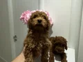 Toy poodlye 