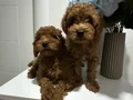 Toy poodlye 