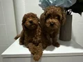Toy poodlye 