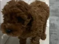 Toy poodlye 