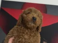 Toy poodlye 