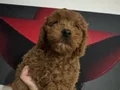 Toy poodlye 