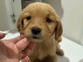 Golden bebekler