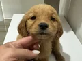 Golden bebekler