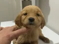 Golden bebekler