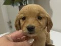 Golden bebekler