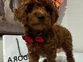 Toy poodlye