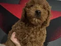 Toy poodlye