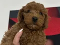 Toy poodlye