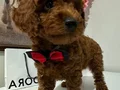 Toy poodlye