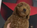 Toy poodlye