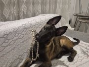 3 aylık 