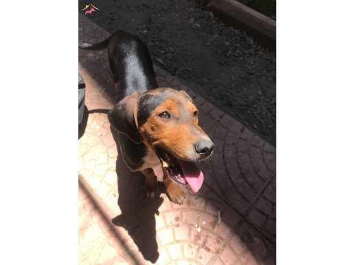 Safkan Brezilyalı av köpeği