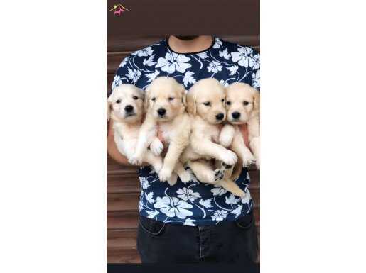 Safkan evraklı baby face Golden retriever yavruları