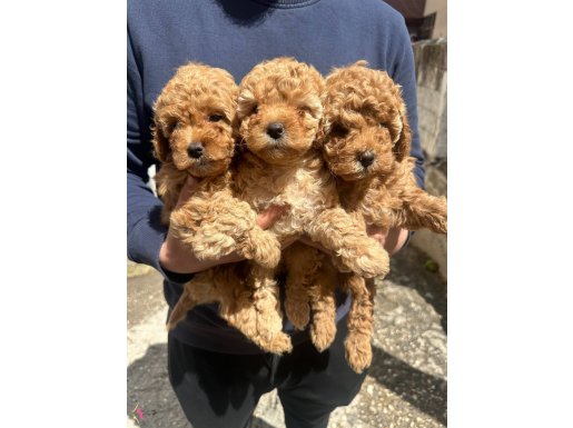 Safkan ırk ve sağlık garantili toy poodle bebekler 