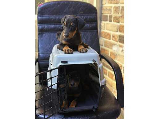 safkan evraklı king doberman bebekleri dev 