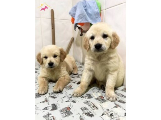 Safkan küt burun baby face golden retriever 