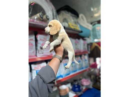 Safkan elizabet enerjik ve komik çılgın Beagle bebekler 