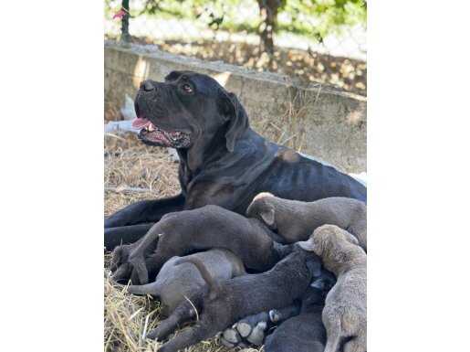 İri anne babadan Dev Canecorso İtalyan mastifi bebekler