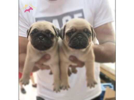 Evraklı safkan gül kuyruk Pug mops yavruları