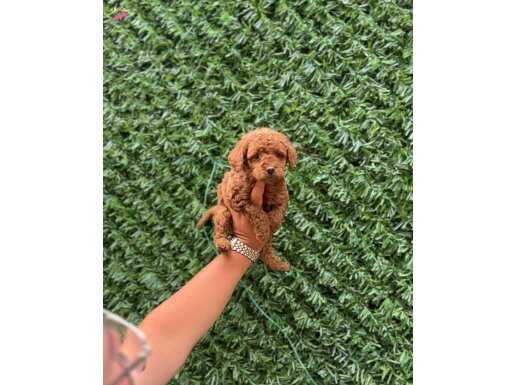 Ruhsatlı işletmeden Kore red mini poodle bebekler 