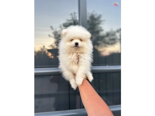 Sevimli mükemmel pomeryan boo bebekleri