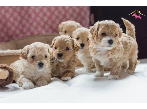 İrk ve sağlık garantili mini boy baby face maltipoo yavrular