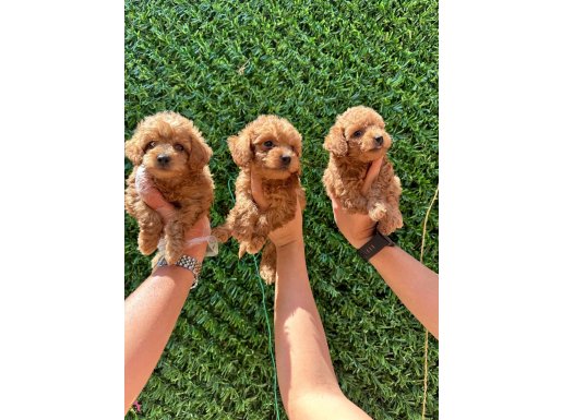 İrk ve sağlık garantili mini kore maltipoo bebekler 