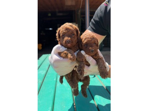 Garanli Kore XS mini redbrown kırmızı toy poodle bebekler 