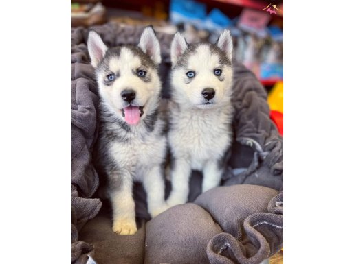 Safkan Maskeli mavi gözlü Husky yavruları 