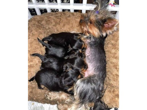 Ruhsatlı işletmeden mini boy yorkshair bebekler 