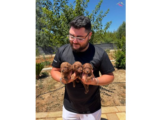 İrk ve sağlık garantili mini Kore toy poodle bebekler 
