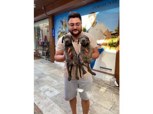 Safkan Dev MAVİ gözlü Blue Cane Corso mastif yavruları 