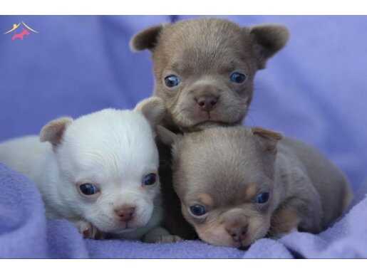 Nadir bulunan Safkan 0 numara egzotik Şivava yavruları 