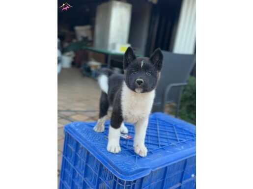 Garantili safkan Amerikan Akita yavruları 