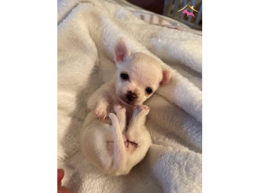 Evraklı sağlıklı Mini boy Şivava bebekleri 