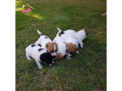 Uçan köpek zeka küpü Jack Russel maylo 