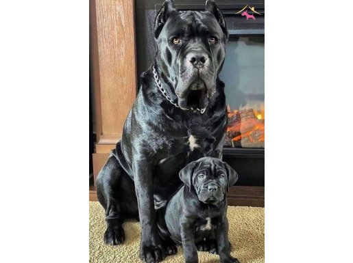 Safkan koca kafalı Dev Canecorso yavruları 