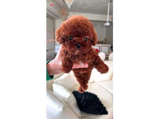 Garantili mini Kore bebekyüz Toypoodle bebekler 