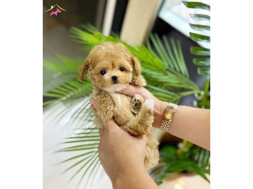 Garantili Eğitimli aşılı Bebekyüzlü mini Kore Maltipolar 